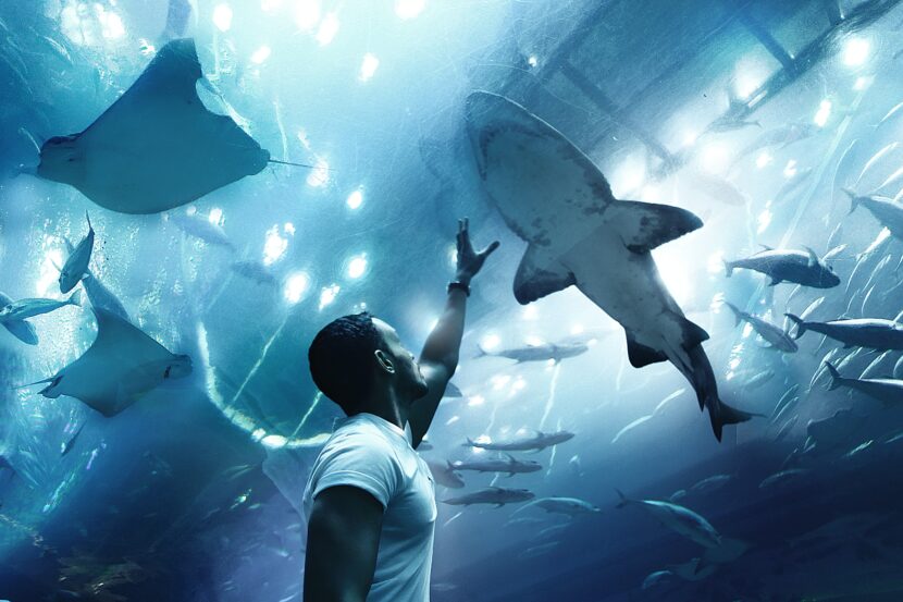 chris-steadman-ntrance-hypnotherapy-blenheim-fear-of-shark-in-pool